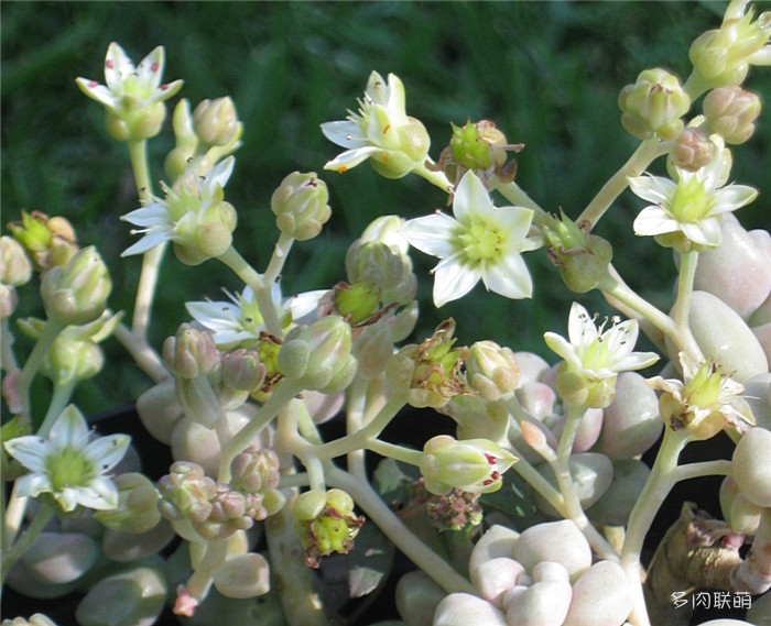 丸叶姬秋丽春末夏初开花,聚伞花序,小花星型,花瓣纯白色.