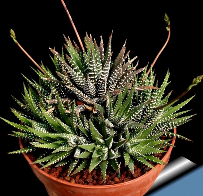 十二卷属简介_https://www.qiaozhenhome.com_玉露_第1张