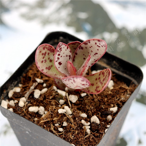 草莓蛋糕水泡 - 巧真多肉联盟