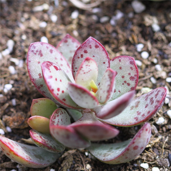 草莓蛋糕水泡 - 巧真多肉联盟