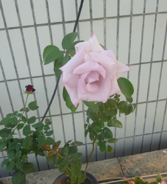 别人的月季之蓝丝带_https://www.qiaozhenhome.com__第7张